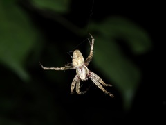 Neoscona menghaiensis