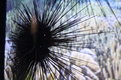 Echinostrephus aciculatus