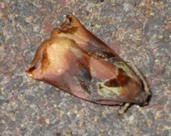 Archips podana