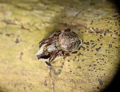 Neoscona menghaiensis