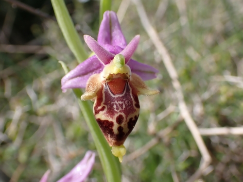 Image of Ophrys heldreichii by (c) Elias, some rights reserved (CC BY)