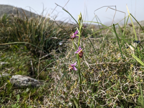 Image of Ophrys heldreichii by (c) Elias, some rights reserved (CC BY)