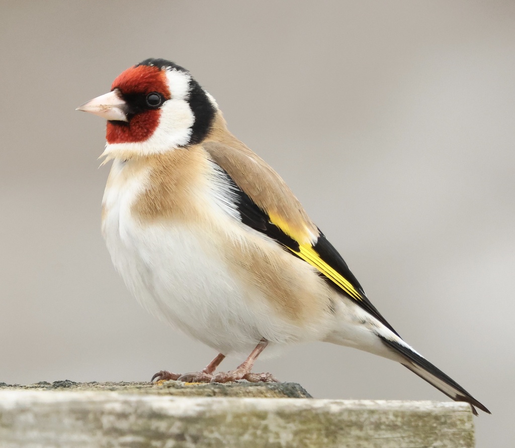 Foto de European Goldfinch