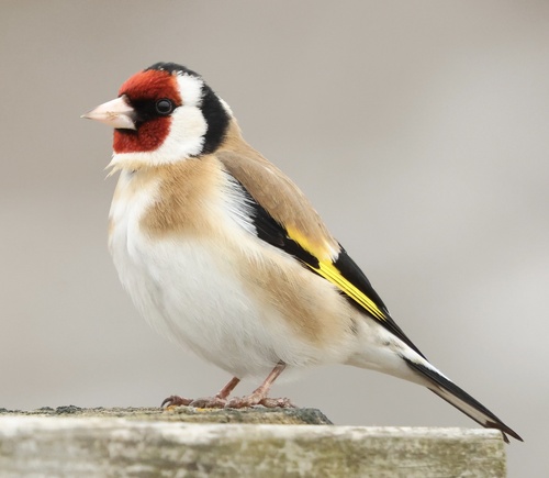 Foto de European Goldfinch