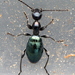 齒蟻形甲屬 - Photo 由 Cecile Roux 所上傳的 (c) Cecile Roux，保留部份權利CC BY-NC