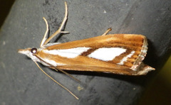 Catoptria