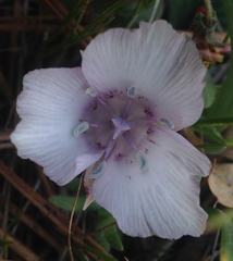 Calochortus minimus