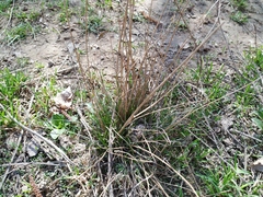Juncus compressus