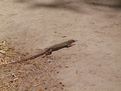 Aspidoscelis laredoensis