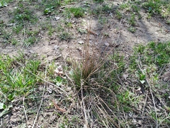 Juncus compressus