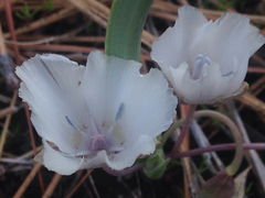 Calochortus minimus