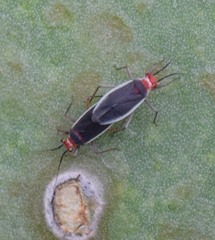Hesperolabops gelastops