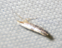 Argyresthia spinosella