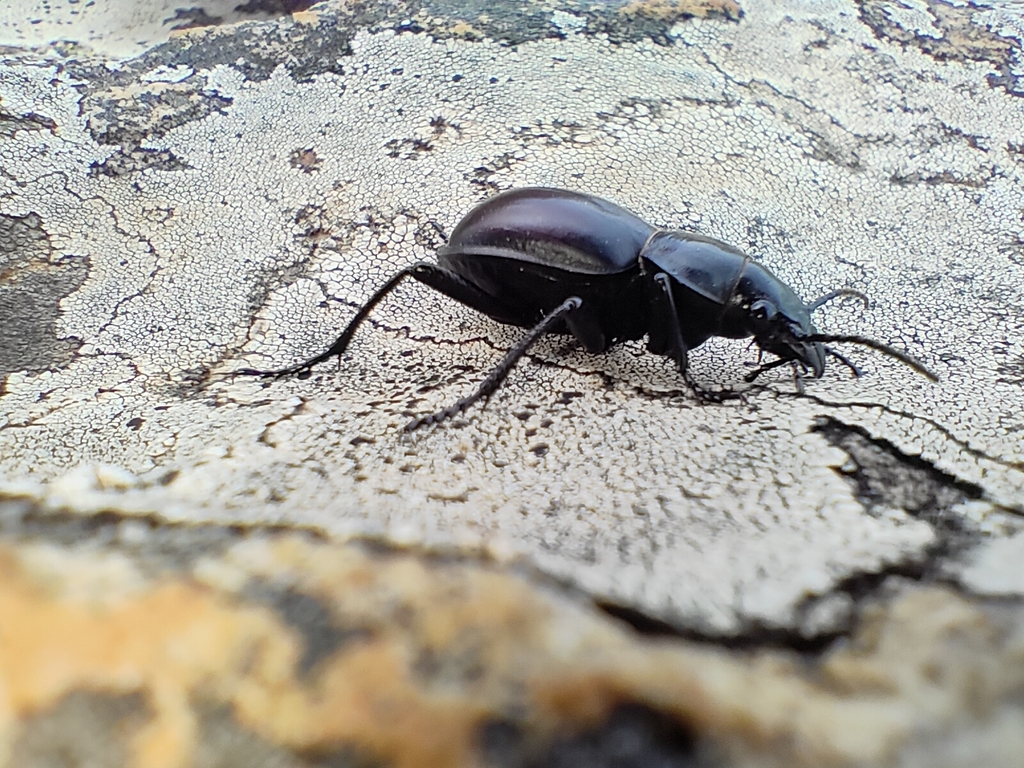 Calosoma bridgesi