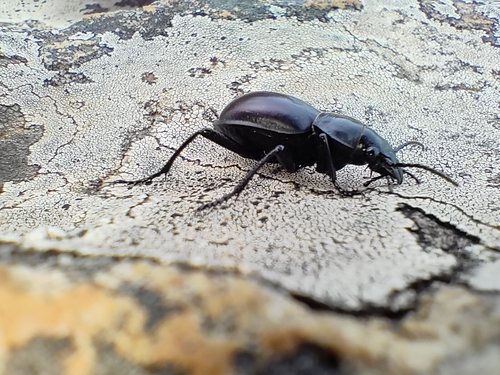 Calosoma bridgesi
