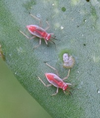 Hesperolabops gelastops
