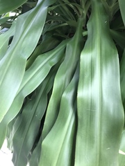 Dracaena fragrans