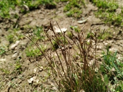 Juncus compressus