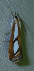 Catoptria