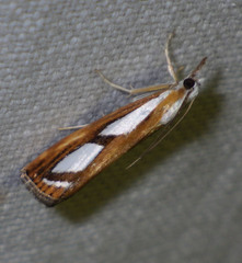 Catoptria