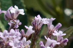 Eriodictyon trichocalyx lanatum