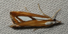Catoptria