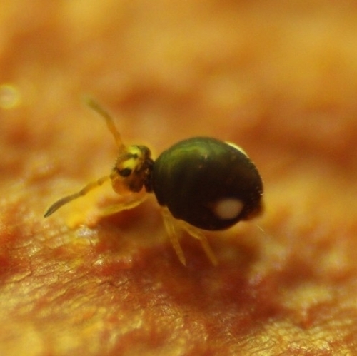 Sminthurinus bimaculatus