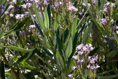 Eriodictyon trichocalyx lanatum