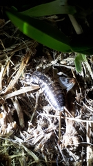 Cophogryllus
