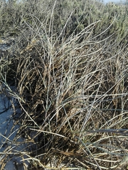 Cladoraphis cyperoides