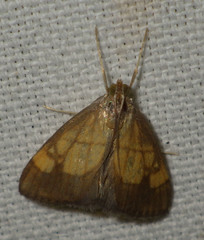 Evergestis limbata