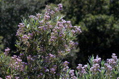 Eriodictyon trichocalyx lanatum