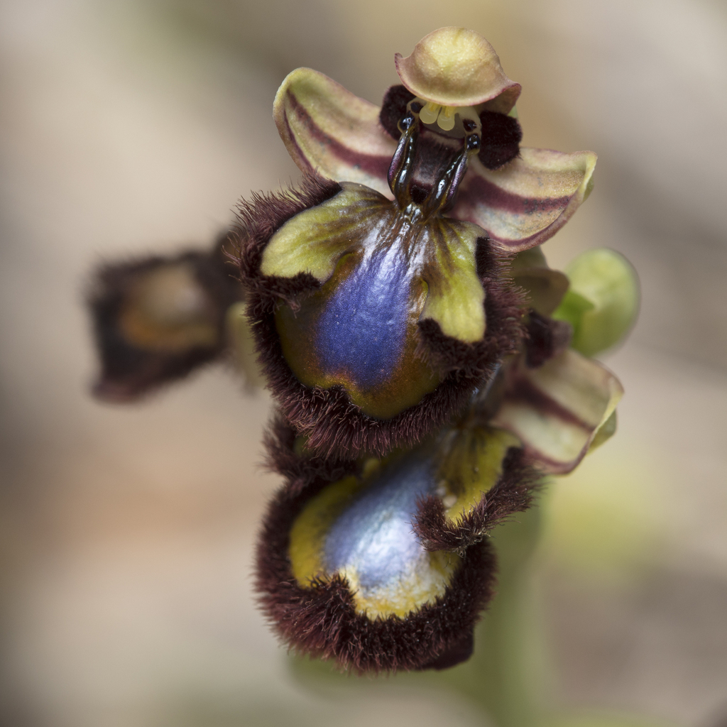Ophrys speculum