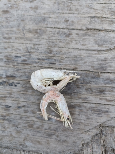 Metapenaeus kutchensis
