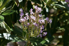 Eriodictyon trichocalyx lanatum