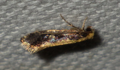 Monopis obviella