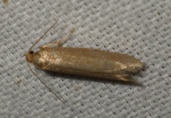 Pseudatemelia subochreella