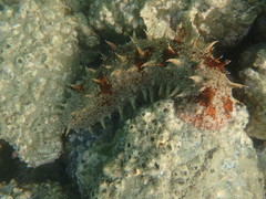 Apostichopus japonicus