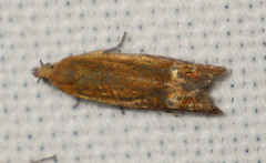 Lathronympha strigana