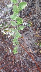 Solanum guineense