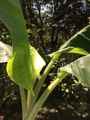 Musa acuminata