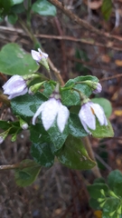 Solanum guineense