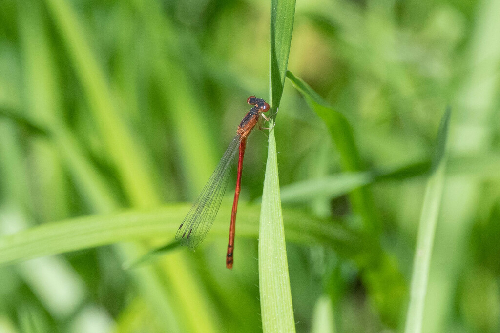 Eastern Red Damsel in April 2024 by Jonathan Irons · iNaturalist