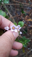 Solanum guineense