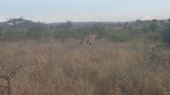 Tragelaphus oryx pattersonianus