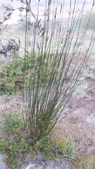 Thamnochortus spicigerus