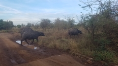 Syncerus caffer caffer