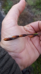 Thamnochortus spicigerus