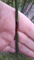 Thamnochortus spicigerus