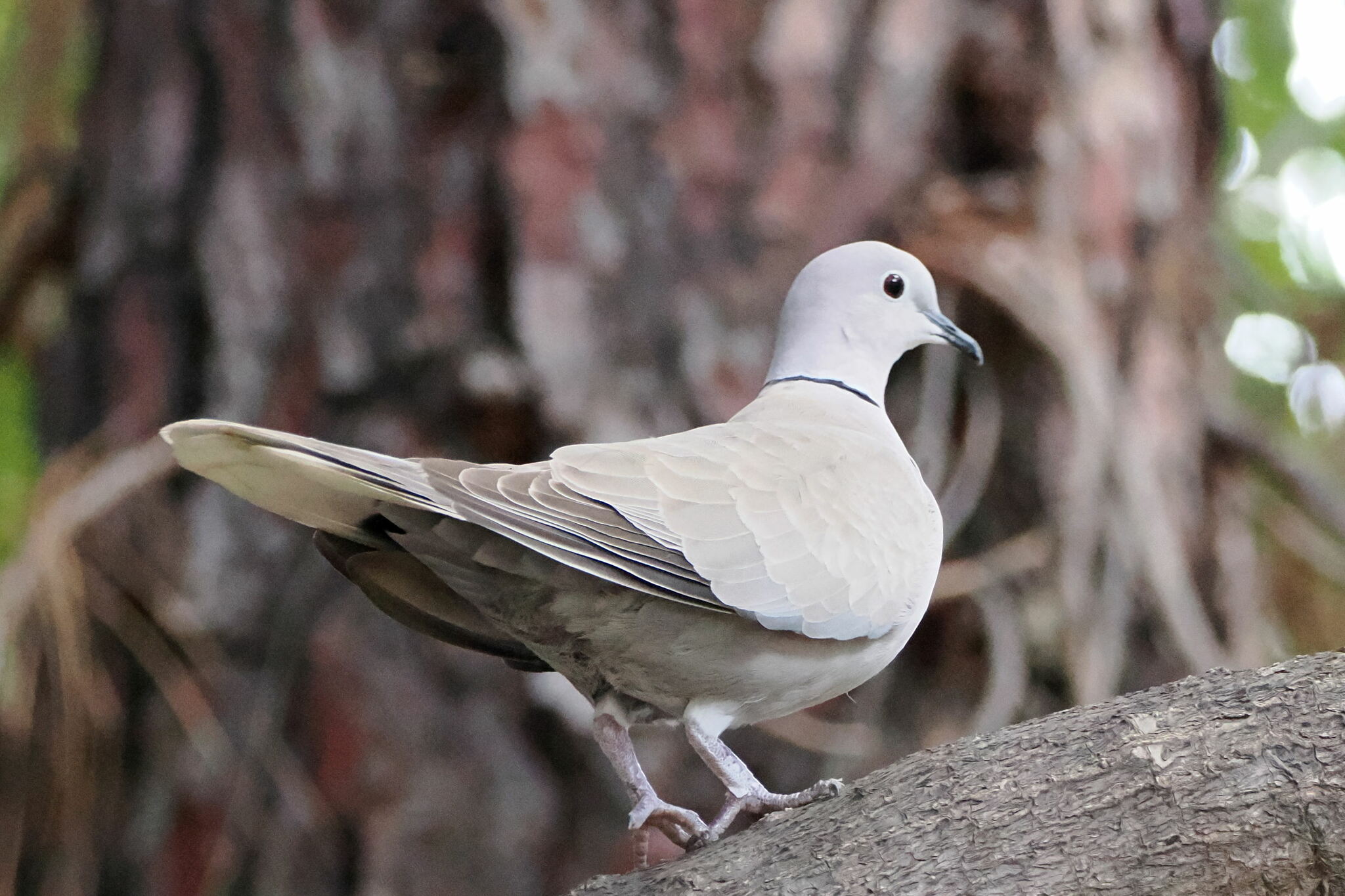 African Collared Dove